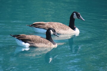 Canadian geese swimming on green river water background, closeup