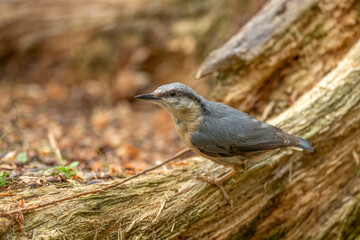 Nuthatch, Sitta europaea, perched on a tree in a forest in the uk in summer.
