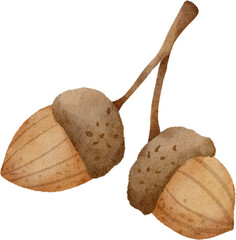watercolor acorn