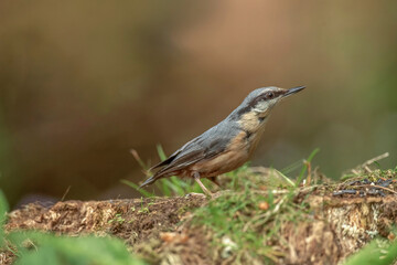 Nuthatch, Sitta europaea, perched on a tree in a forest in the uk in summer.