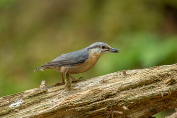 Nuthatch, Sitta europaea, perched on a tree in a forest in the uk in summer.