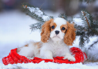 small dog puppy cavalier king charles spaniel blenheim sits near a fir tree in the snow in winter...