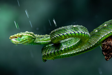 Naklejka premium Snake of caterpillar on a leaf