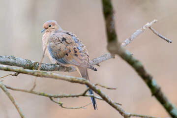Mourning dove on a branch 