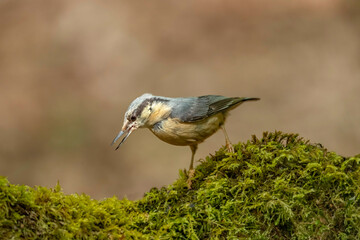 Nuthatch, Sitta europaea, perched on a tree in a forest in the uk in summer.