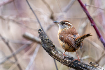 Carolina Wren staring out into the distance 