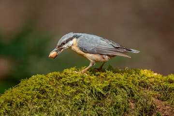 Nuthatch, Sitta europaea, perched on a tree in a forest in the uk in summer.