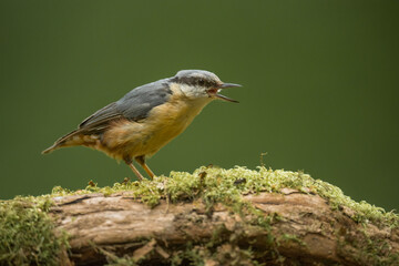 Nuthatch, Sitta europaea, perched on a tree in a forest in the uk in summer.