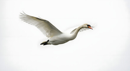 Fototapeta premium Swan's ascendance, A pure white bird in dynamic flight portrait