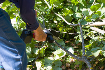 Cordless knot cutter, a tool for seasonal pruning of trees. The man saws off the knots