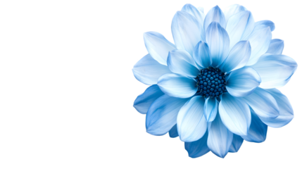 Blue flower isolated on white background