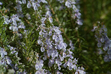Flowering Rosemary (Rosmarinus officinalis), Lamiaceae, Platamona, Duna, Pineta e Ginapreto. Sassari, Sorso. Sardegna, Italy