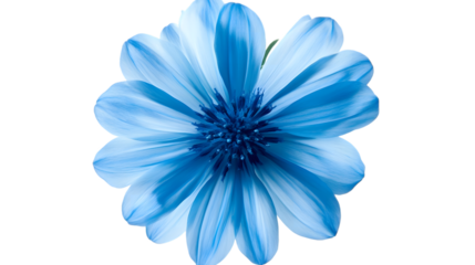 Blue flower isolated on white background