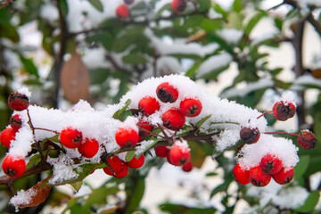 scarlet firethorn, red small fruits that decorate the garden in winter. winter fruits on a green...