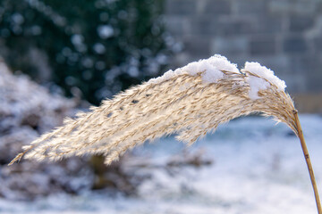 icy and snow-covered ornamental grass Miscanthus sinensis. garden grass in winter.