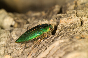 Buprestide (Latipalpis plana) Porto Ferro. Sardinia. Italy