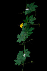 Yellow flowers among the white in a lowkey background.