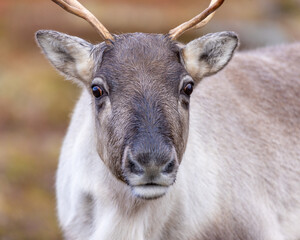 Portrait of a reindeer/caribou in the mountains of Norway.