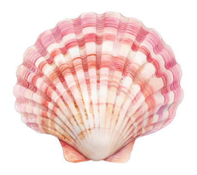PNG Pink Seashell seashell illustration watercolor.