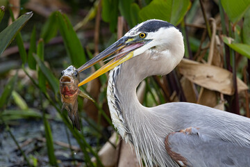 Blue Heron Catching a freshwater fish