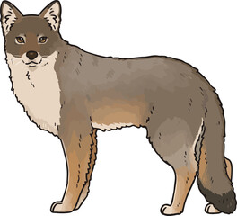 Cute hand drawn illustration of Coyote