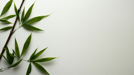 Fototapeta premium Delicate bamboo leaves on textured white background