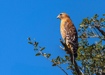 Red-shouldered Hawk watching over its domain with a clear blue sky along the Shadow Creek Ranch Nature Trail in Pearland, Texas