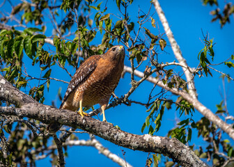Ready to fly! Red-shouldered Hawk on a branch over Clear Creek in Pearland, Texas