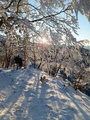 snow covered trees