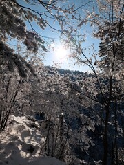 snow covered pine tree