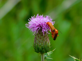 Cirsium arvense with insects in wild nature