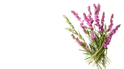 Obraz premium Vibrant wildflowers in bloom, delicate purple petals with green stems, perfect for enhancing nature-themed designs. Isolated on white background or PNG