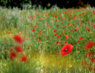 Fototapeta premium Prato con papaveri