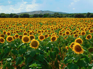 sunflower fields in rural landscapes