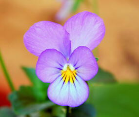 Viola tricolor purple flower on macro