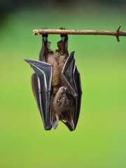 A fruit bat hangs upside down from a tree branch, its wings partially wrapped around its body. Set...