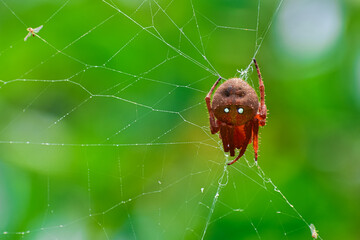 A large red spider sits motionless in the center of its intricate web, waiting for its next hunt. The delicate strands glisten in the light, contrasting against the blurred natural background.