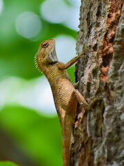 A garden lizard rests on a tree branch, its textured scales blending with the bark. Its sharp eyes stay alert, capturing the essence of wildlife against a soft, green blurred background.