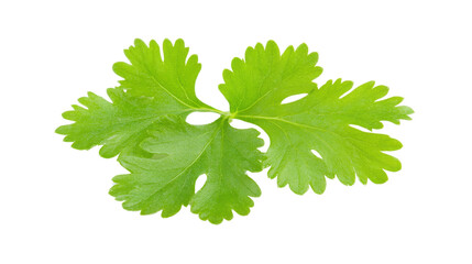 Fresh green herb sprigs, vibrant cilantro leaves isolated on white background, ideal for culinary themes and healthy recipes. Isolated on white background or PNG