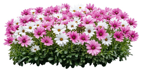 Obraz premium PNG Flower bed flowers daisies daisy.