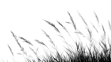 Obraz premium Soft grass blades swaying gently, minimalistic black and white landscape, ideal for nature themes or tranquil settings. Isolated on white background or PNG