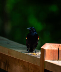 Red-Winged Blackbird, Tylee Swamp, Rosemere, Quebec