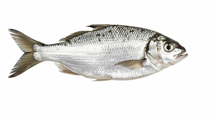Obraz premium Silver Fish on White Background