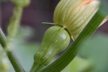 Butternut Squash Growing on a Vine in a Veggie Garden