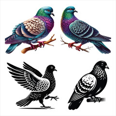  Colorful Pigeon Illustrations Collection
