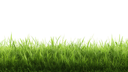 Obraz premium Lush green grass, vibrant healthy lawn, ideal for outdoor activities or relaxation, blank space for text or design elements Isolated on white background or PNG