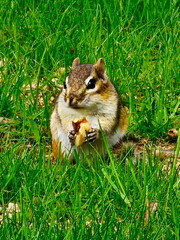 Obraz premium travel, countries, mountains, animals, hills, nature