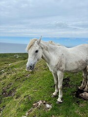 Obraz premium Connemara Pony in Ireland