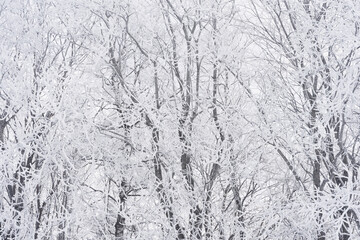 Hoarfrost along Kronborgsetergrenda of rural Toten, Norway, in February 2025.