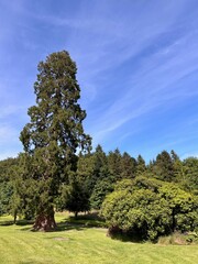 Big tree in Ireland 